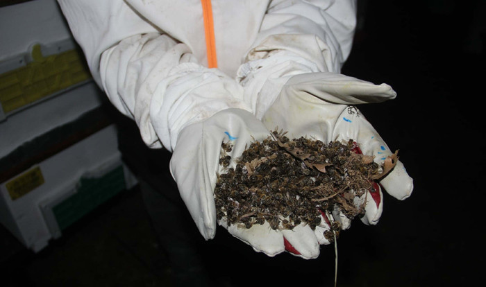 Çanakkale'de toplu arı ölümleri