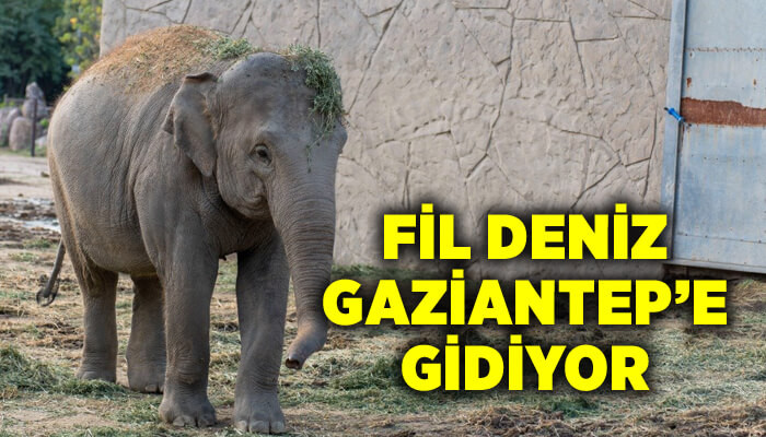 Doğal Yaşam Parkı’nın fili Deniz Gaziantep’e gidiyor