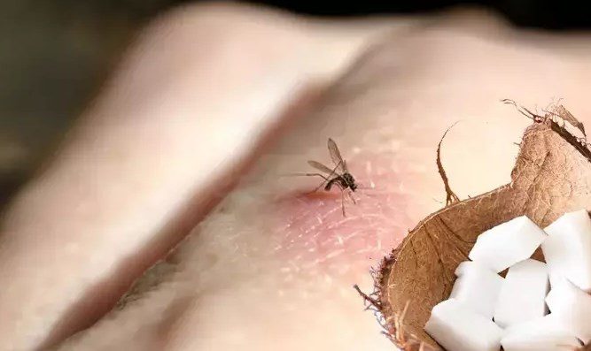 Sivrisinekler bu kokuya asla yaklaşamıyor! 